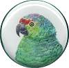 Parrot01.jpg